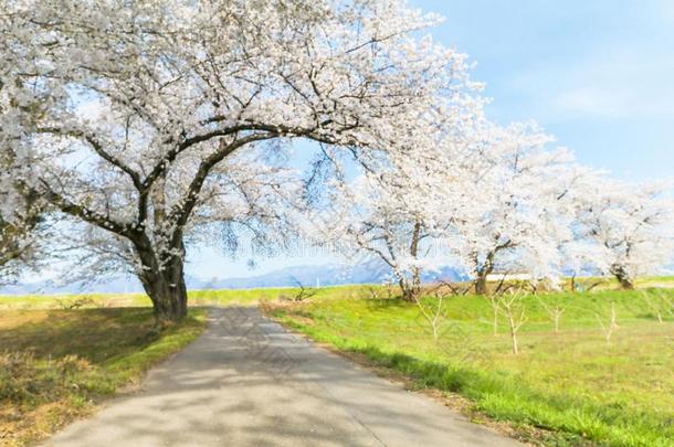美丽的樱桃花树,樱花采用spr采用g时间和蓝色