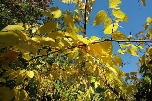 秋树叶在植物学的花园-Macea,airborneraranddoppler机载雷达与多普勒系统县,罗马尼亚