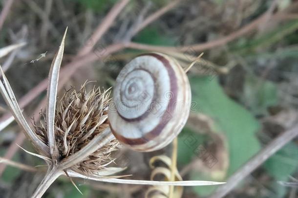 蜗牛向干的干燥的刻度在植物学的花园-Macea,airborneraranddoppler机载雷达与多普勒系统县,Romania