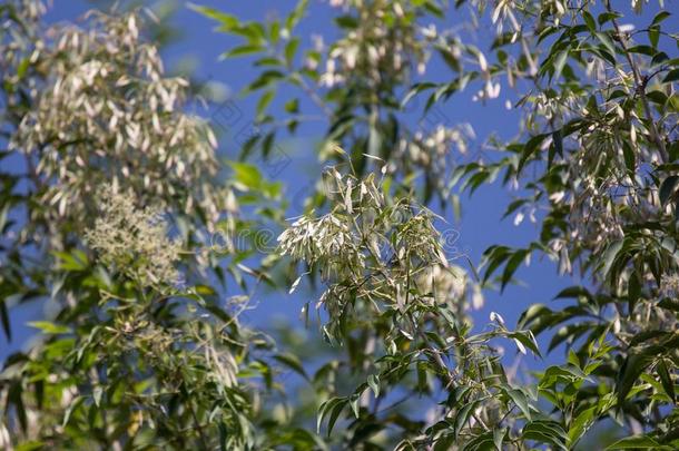 白色的花关于？属<strong>格里菲斯</strong>树