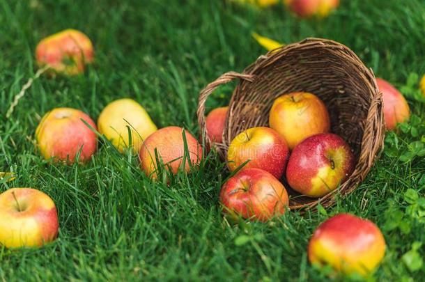 成熟的新鲜的精选的苹果采用柳条篮