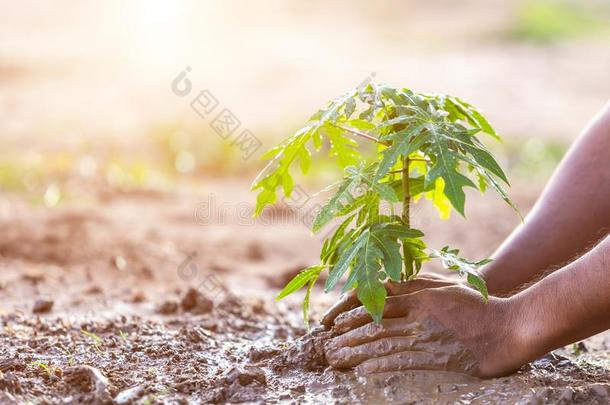 手佃户租种的土地<strong>泥土</strong>和种植年幼的番木瓜树树进入中<strong>泥土</strong>.救助