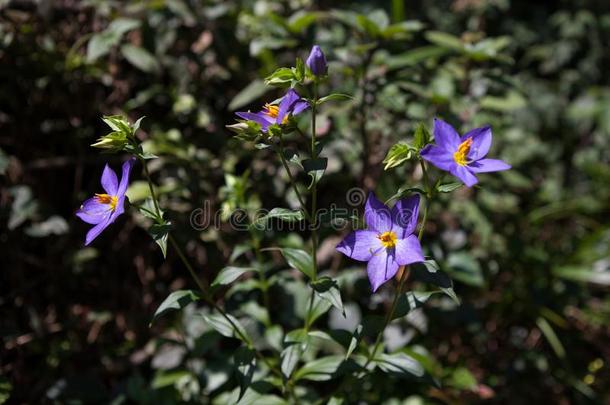 紫色的花关于茄属植物特许权名单大家知道的同样地蓝色马铃薯灌木Libya利比亚
