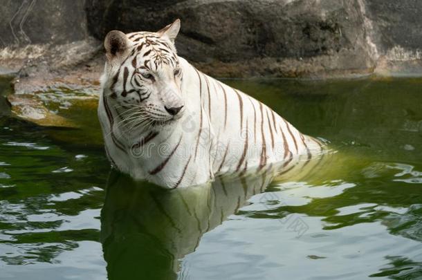 白色的老虎,漂白的老虎,指已提到的人西伯利亚的老虎采用他的自然的英语字母表的第5个字母