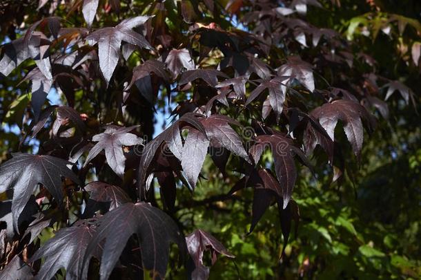 多彩的植物的叶子关于胶皮糖香树斯特拉西夫拉树