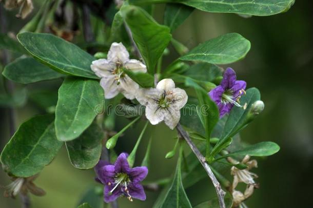 开花枸杞属枸杞