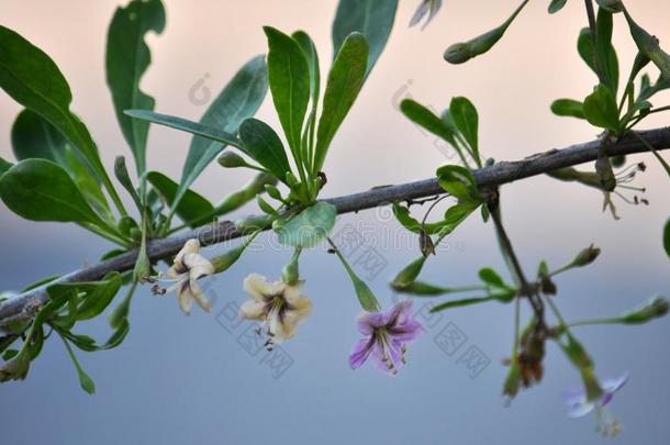 开花枸杞属枸杞