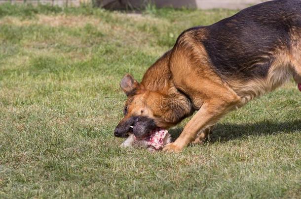 狗食物骨头肉,德国的牧羊人食物骨头打猎肉