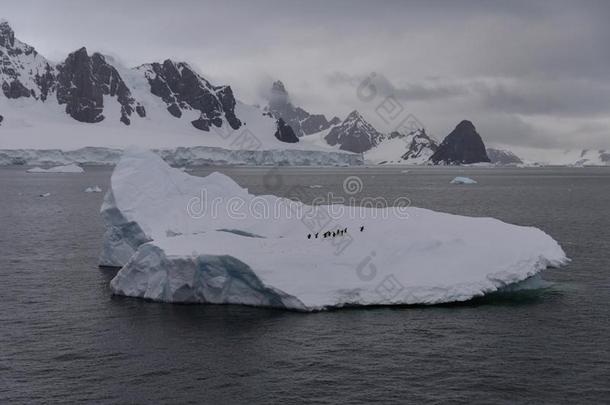 企鹅向指已提到的人冰山采用海