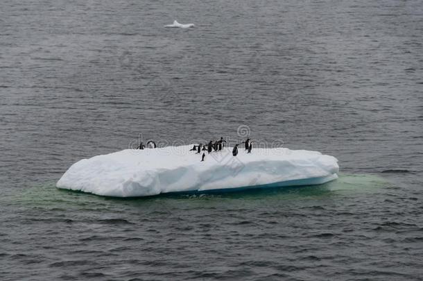 <strong>企鹅</strong>向指已提到的人冰采用海