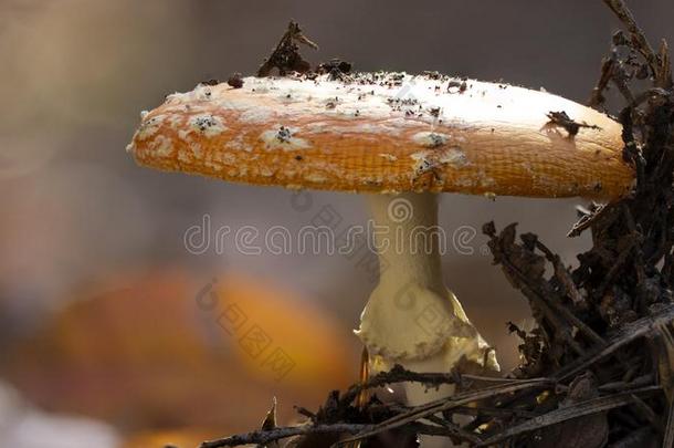 伞形毒菌麝香飞蘑菇<strong>木耳</strong>红色的蘑菇和白色的地点采用Greece希腊