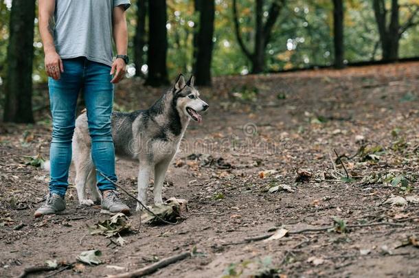 裁切不正的看法关于男人步行和西伯利亚的嗓子哑的狗