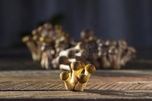一份额关于新鲜的和将切开蜂蜜蘑菇木耳重蜜环菌向木制的后座议员