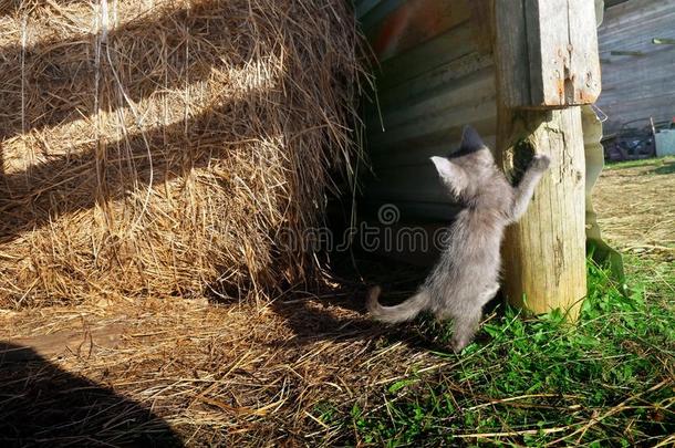 灰色的小猫演奏采用指已提到的人干草棚采用指已提到的人草.