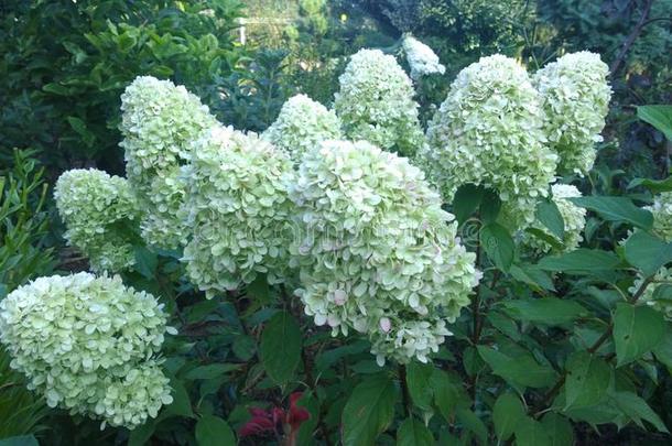 具圆锥花序的八仙花属八仙花属帕库拉塔白色的花