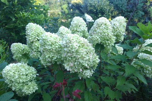 具圆锥花序的八仙花属八仙花属帕库拉塔白色的花