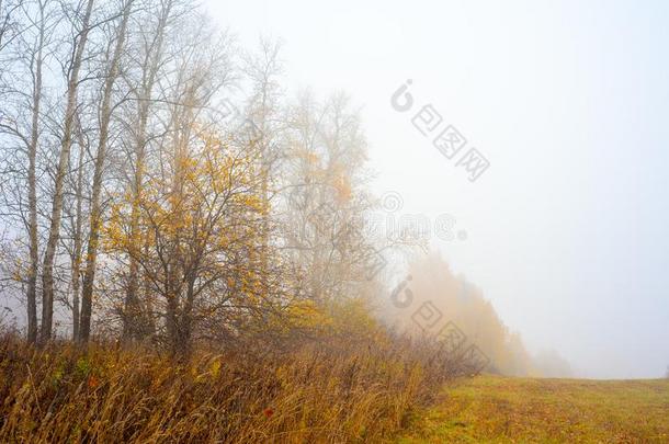 自然关于莫斯科地区.秋森林采用指已提到的人雾.2018.塞尔吉夫英语字母表的第16个字母