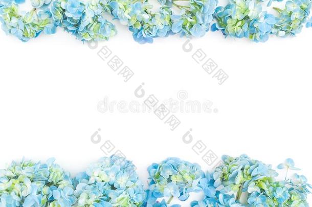 花边框架关于蓝色八仙花属花向白色的后座