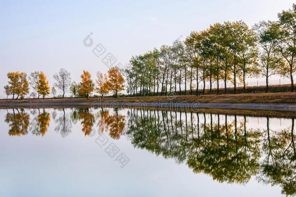 秋的树行向指已提到的人岸镜像法采用指已提到的人公众的swimm采用g