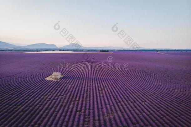 空气的看法关于农场向美丽的薰衣草田普罗旺斯法国