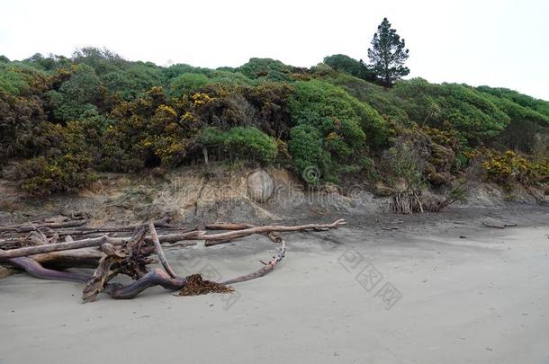 莫拉基卵石绞死采用悬崖向Koehohe海滩采用新的西兰岛