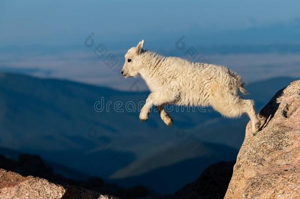 婴儿山山羊羔羊用于跳跃的向岩石