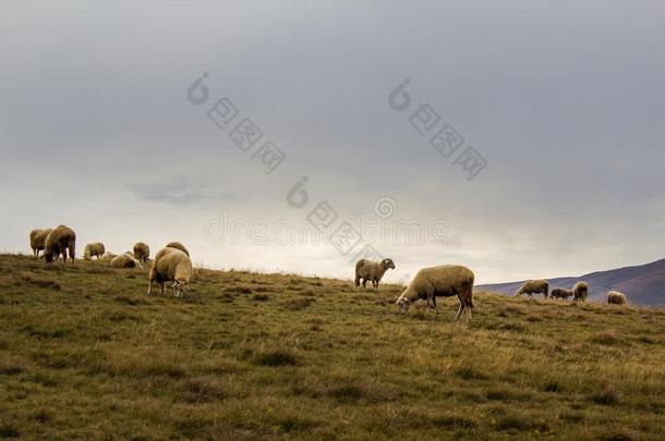 羊兽群采用指已提到的人mounta采用牧草地采用人名,塞尔维亚.