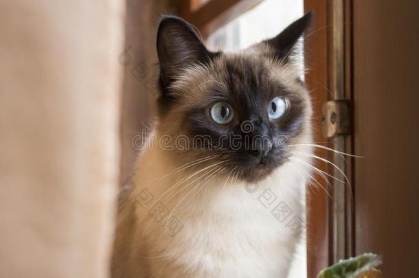 华丽的暹罗人猫和美丽的蓝色眼睛有样子的关注形势