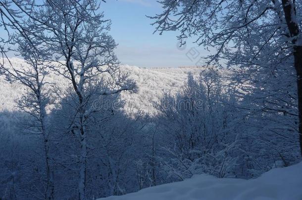 俄罗斯帝国.下雪的冬森林采用指已提到的人斯塔夫罗波尔`塔曼森林俄国郊外的别墅