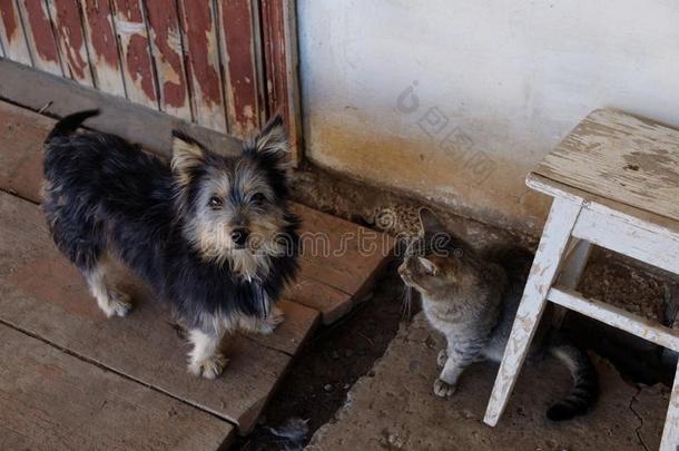 动物照片,狗和猫向指已提到的人<strong>门廊</strong>.狗和猫绞死出局toge指已提到的人r