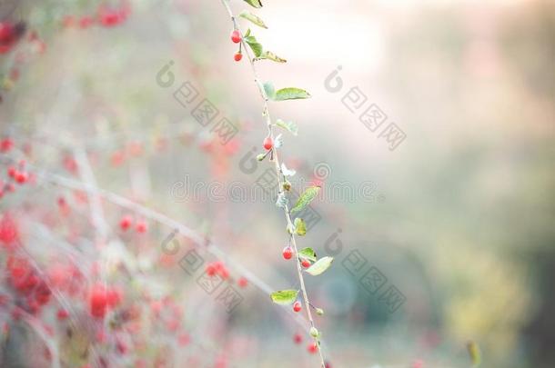 枸杞成果向树枝