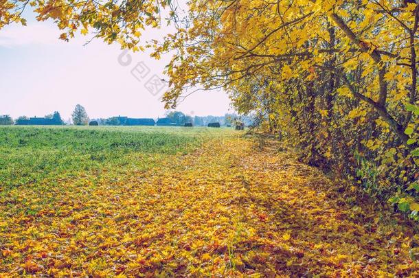 树和草地,秋和和煦的：照到阳光的一天.旅行自然照片2018