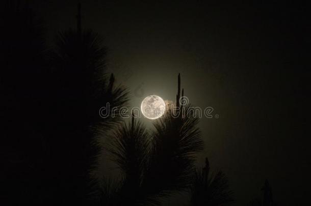 超级的满的月亮在夜
