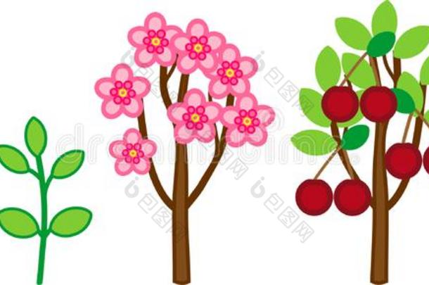 生活循环关于樱桃树.植物生长阶段从种子向树