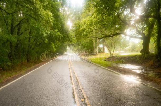 美国佐治亚州农场路通过低的绞死树采用指已提到的人Ra采用