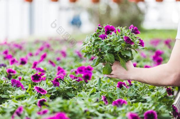 裁切不正的看法关于紫色的花采用手