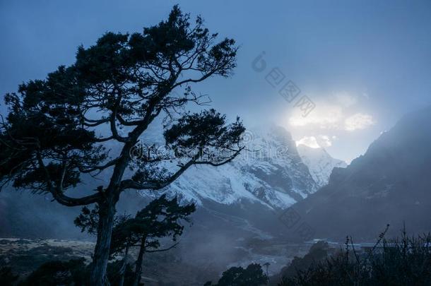 树和傍晚天和阳光尼泊尔萨加玛塔峰