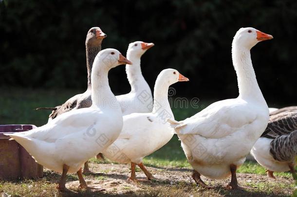 鹅和鸭生存平静地采用指已提到的人家禽农场乡下的地点