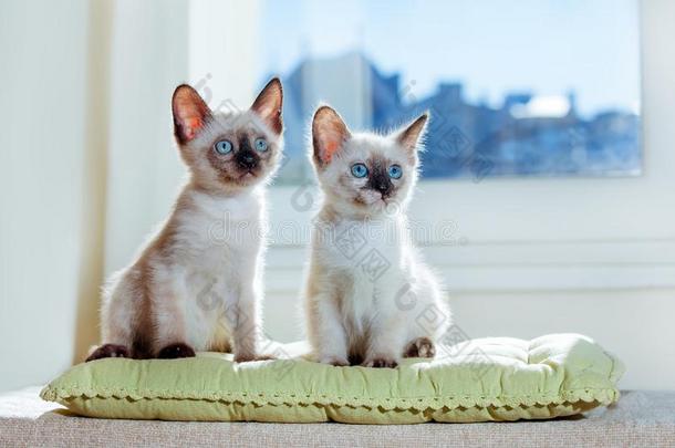 ThaiAirwaysInternational泰航国际猫毛皮产小猫小的猫宠物灰色白色的棕色的贝格