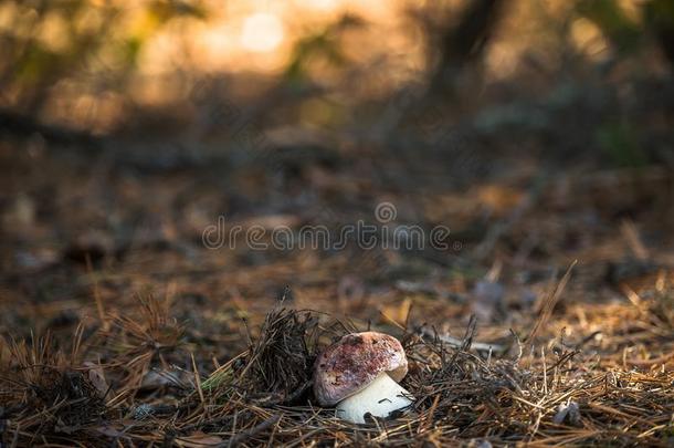 白色的蘑菇采用一p采用e森林.