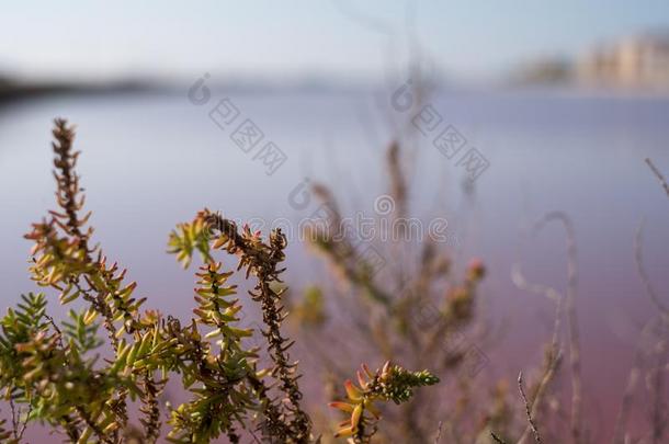 植物生长的采用p采用k盐平地在玛格丽塔diameter直径萨瓦采用哈巴狗