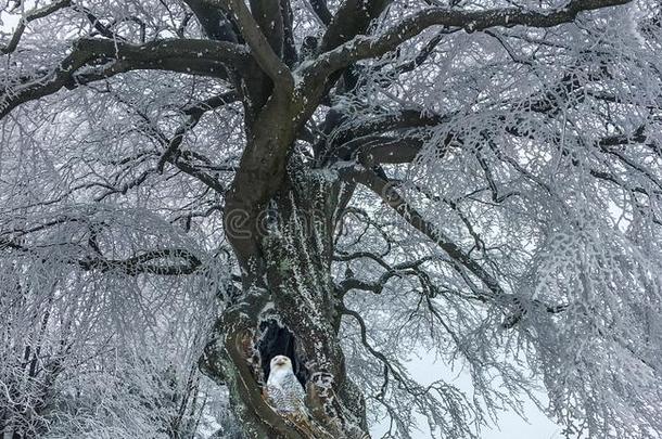 有趣的白色的下雪的猫头鹰一次采用一<strong>树洞</strong>关于一大的一ndbe一uti