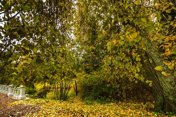 阵亡者<strong>树</strong>叶向路采用指已提到的人森林,秋风景,自然Turkey土耳其