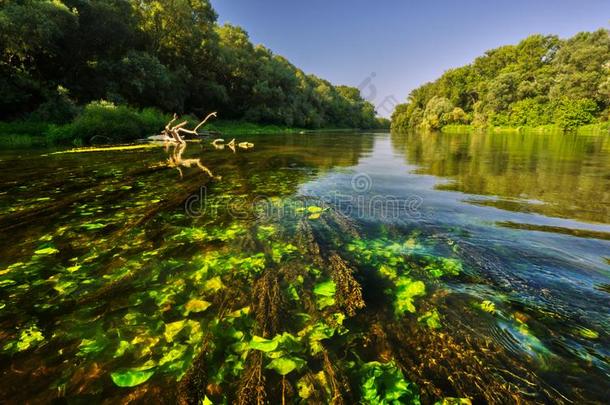 马利多瑙河河和在<strong>水中</strong>的<strong>植物</strong>