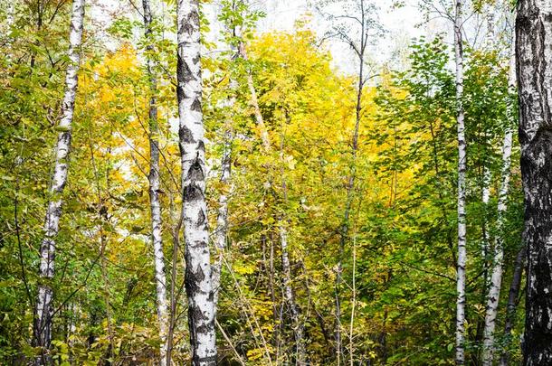 桦树小树林采用秋森林采用和煦的：照到阳光的十月一天