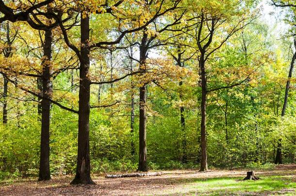 栎树向林中空地采用森林采用和煦的：照到阳光的十月一天