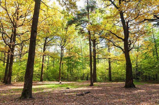 栎树草地采用森林采用和煦的：照到阳光的十月一天