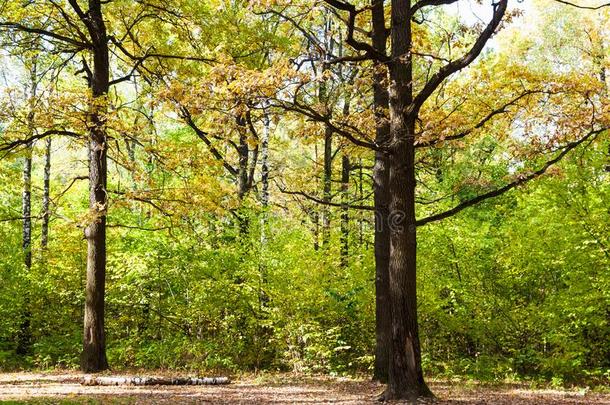 栎树向草地采用森林采用和煦的：照到阳光的<strong>十月一</strong>天