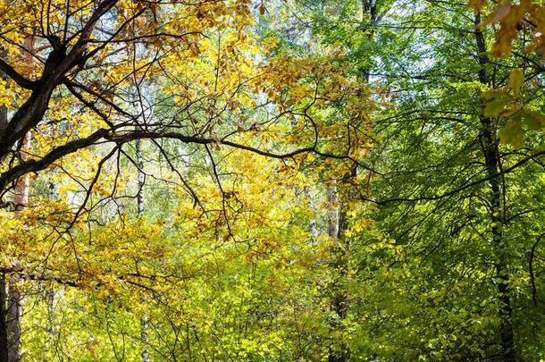 栎树树采用密集的森林采用和煦的：照到阳光的十月一天