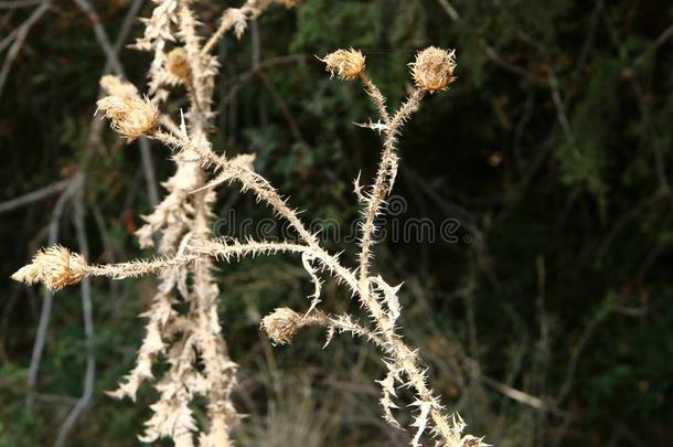 秋植物和花采用北方的以色列